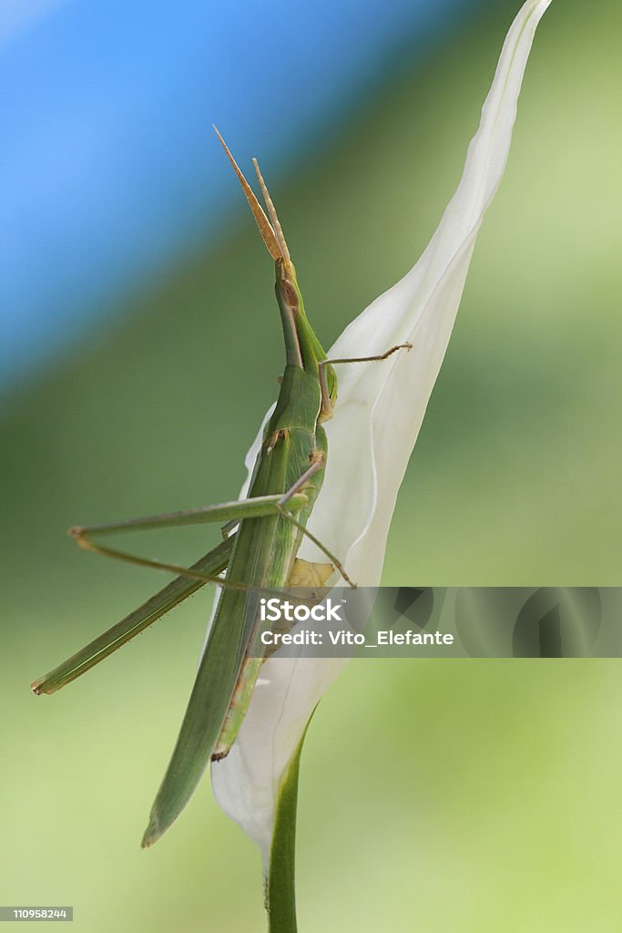 grasshopper  Animal Stock Photo