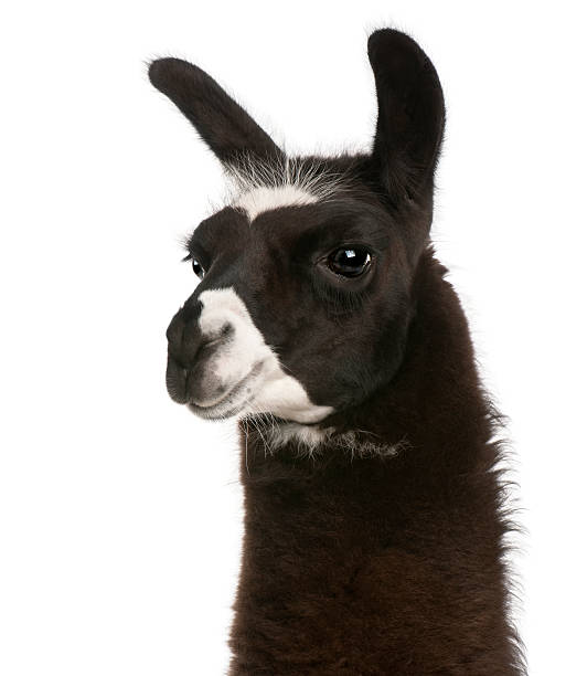 Close-up of Llama, Lama glama, white background.  llama animal photos stock pictures, royalty-free photos & images