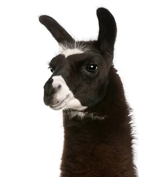 Photo of Close-up of Llama, Lama glama, white background.