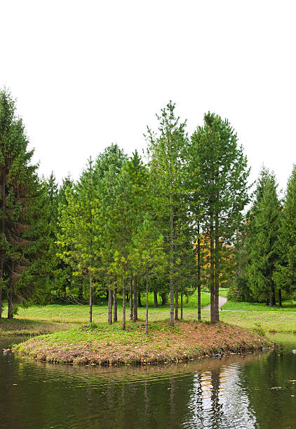istock island with larch and conifer trees 111777547