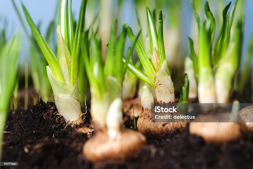 Krokusse - Lizenzfrei Blumenzwiebel Stock-Foto