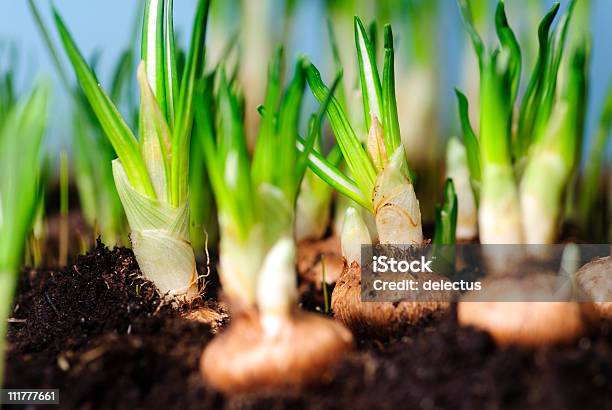 Krokusse Stockfoto und mehr Bilder von Blumenzwiebel - Blumenzwiebel, Farbbild, Fotografie