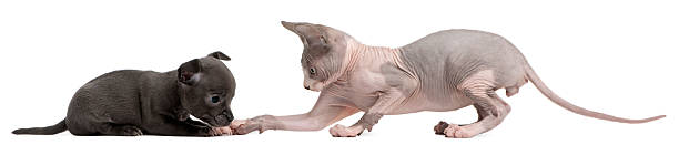 istock Chihuahua puppy, interacting with a Sphynx kitten, white background. 111777786