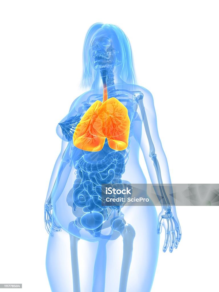 Mulheres-lung com excesso de peso - Foto de stock de Gordo royalty-free