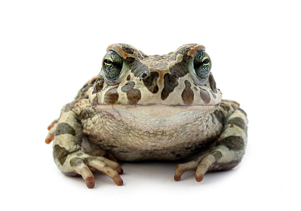 rana scabby scalded rospo - common toad foto e immagini stock