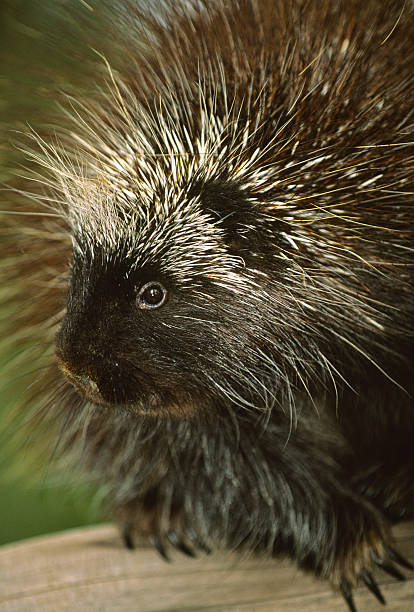 istock Porcupine Portrait 111793682