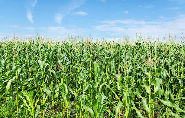 istock Field of the corn. 111799952