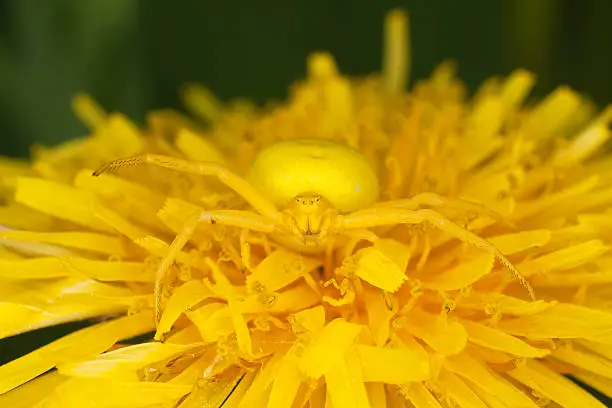 Goldenrod crab spider on dandelion. Macro photo. 