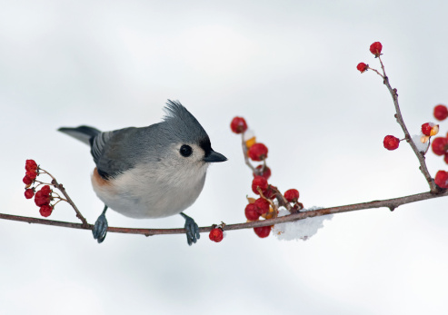 Black-capped Chickadee, Poecile Atricapillus, perched on branch in light snowfall and making eye contact