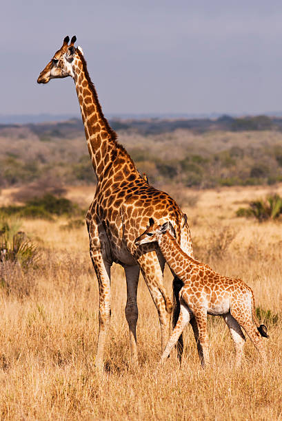 istock Young Giraffe With Mother 111827289