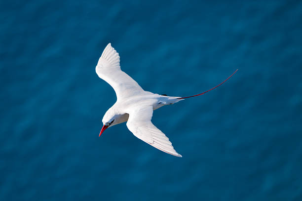 Red-tailed Tropicbird  red tailed tropicbird stock pictures, royalty-free photos & images