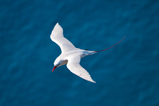 phaethon rubricauda - lord howe island - fotografias e filmes do acervo