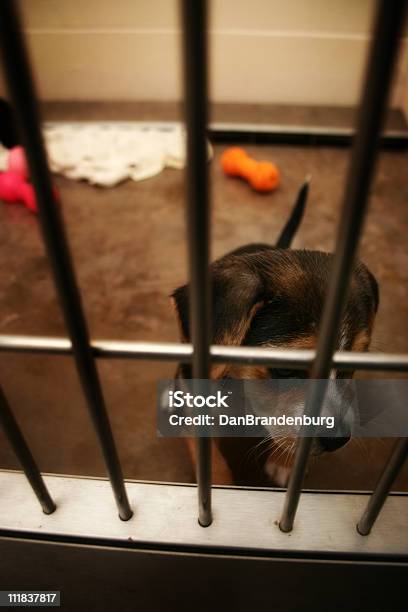 Smutny Szczenię - zdjęcia stockowe i więcej obrazów Adopcja zwierząt - Adopcja zwierząt, Badania na zwierzętach, Bezpańskie zwierzę