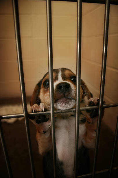 adopt me. - dog animal testing dog pound sadness 뉴스 사진 이미지