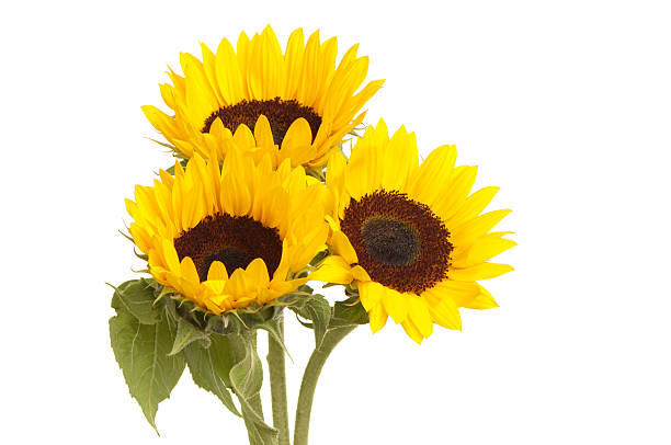 istock Sunflowers Isolated on White Background Background 111844760