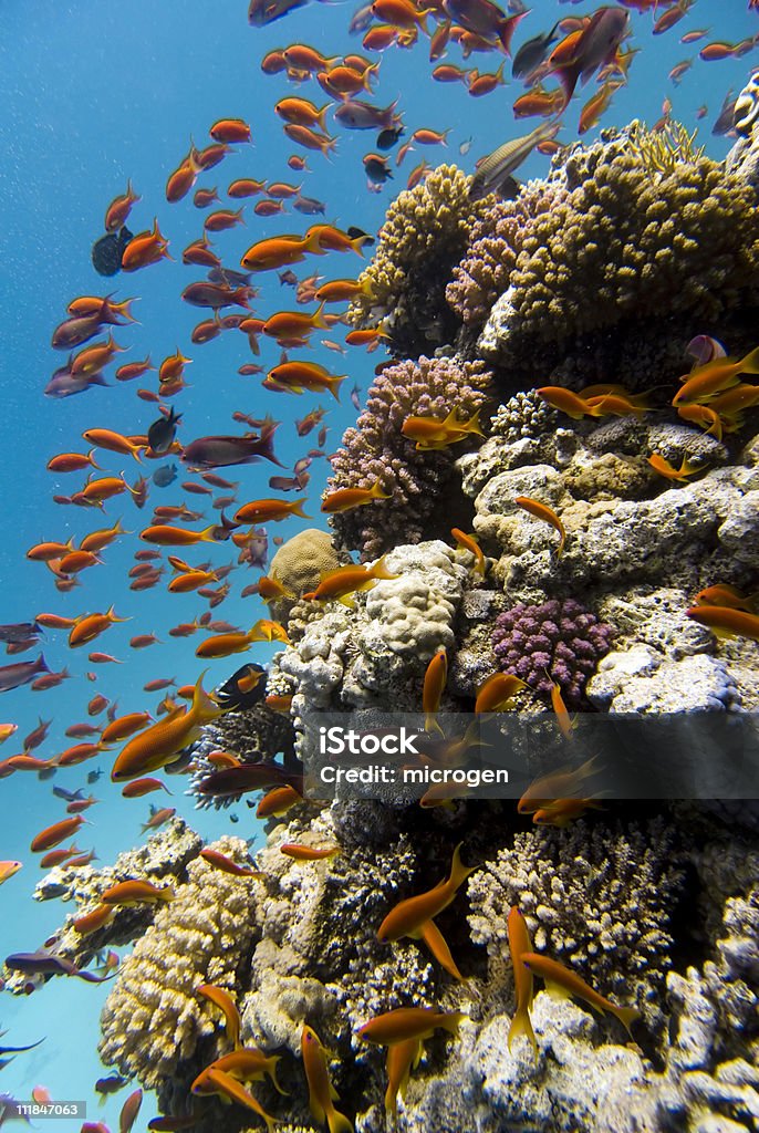 Vida marinha no recife de coral - Foto de stock de Animal royalty-free