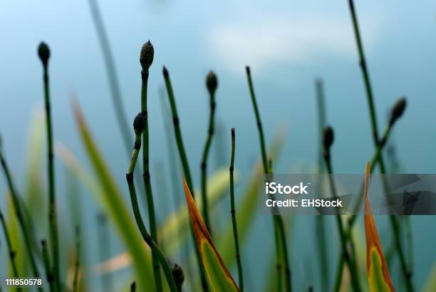 Il Lago - Fotografie stock e altre immagini di Acqua - Acqua, Ambiente, Bambù - Graminacee