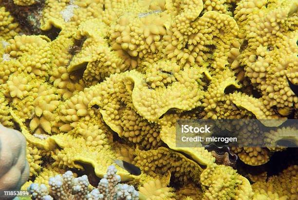 Ensalada Coral Amarillo Foto de stock y más banco de imágenes de Amarillo - Color - Amarillo - Color, Arrecife - Fenómeno natural, Clima tropical