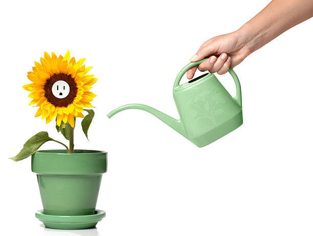 Woman's Hand Water Pot Watering Sunflower Electrical Socket on white A sunflower in a pot with an electrical outlet being watered watering can photos stock pictures, royalty-free photos & images