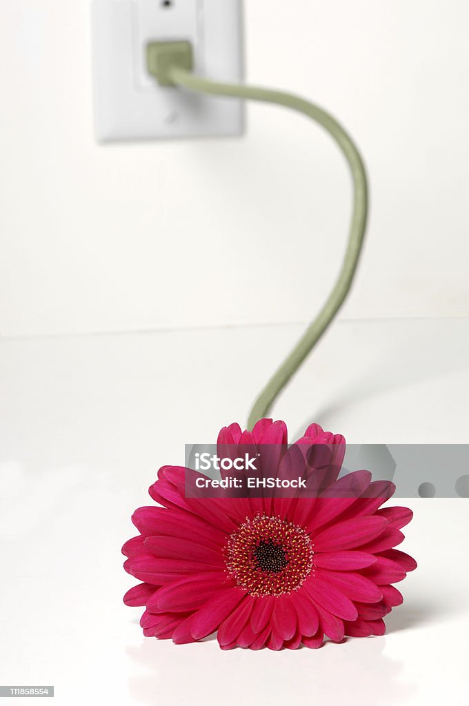 Gerber Daisy с стволовых, подключенных к электрическими розетками - Стоковые фото Без людей роялти-фри