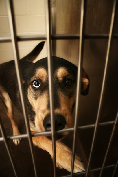 adopt me - dog animal testing dog pound sadness 뉴스 사진 이미지