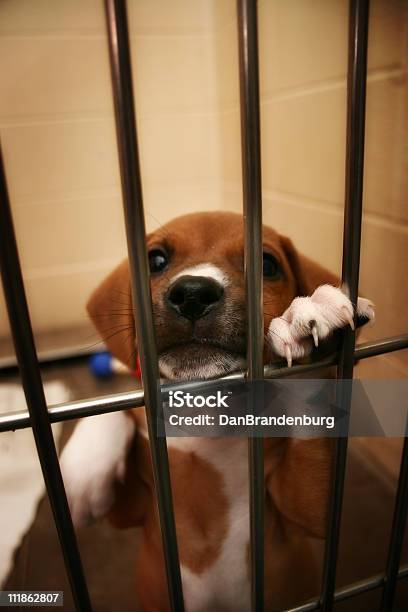 Podaj Mi Uwagę - zdjęcia stockowe i więcej obrazów Pies - Pies, Adopcja zwierząt, Badania na zwierzętach