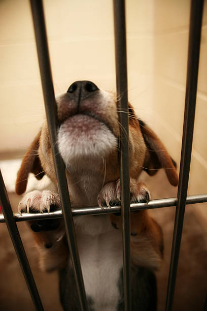 출판본 me - dog animal testing dog pound sadness 뉴스 사진 이미지