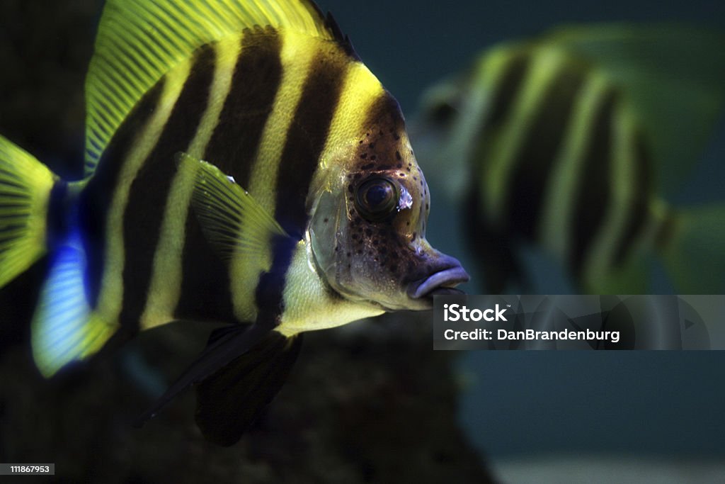 Gestreifter Fish - Lizenzfrei Farbbild Stock-Foto