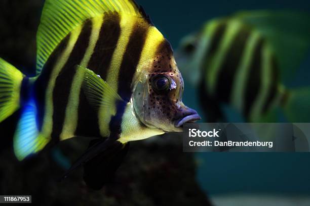 Gestreifter Fish Stockfoto und mehr Bilder von Farbbild - Farbbild, Farbsättigung, Fisch