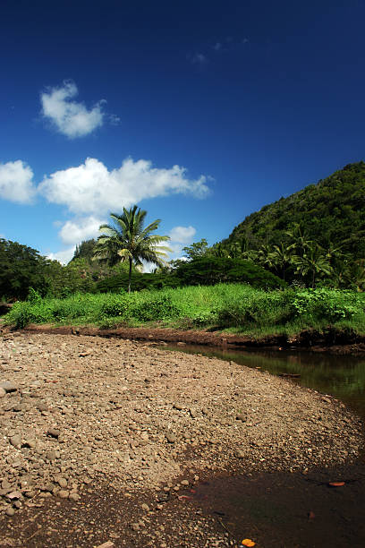 하와이어 뷰티 - oahu stream hawaii islands tropical rainforest 뉴스 사진 이미지