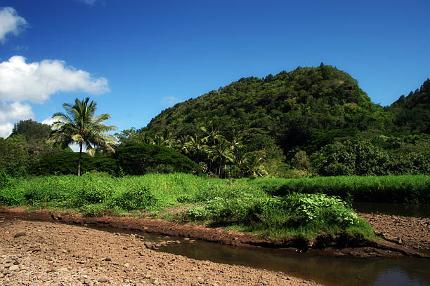 하와이 풍경 - oahu stream hawaii islands tropical rainforest 뉴스 사진 이미지