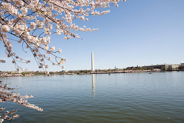 istock Cherry Blossom Festival 111883118