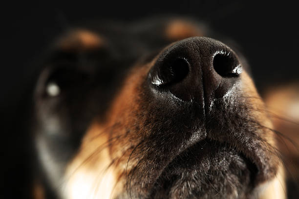 Close up of a dog nose