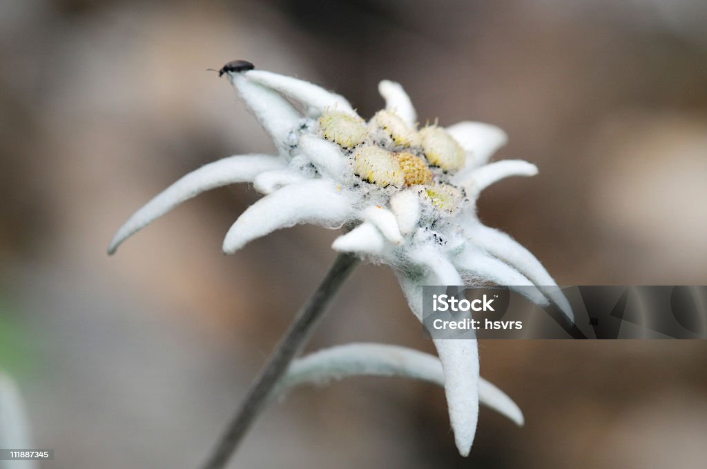 Edelweiss (Daisy Family - Lizenzfrei Bedrohte Tierart Stock-Foto