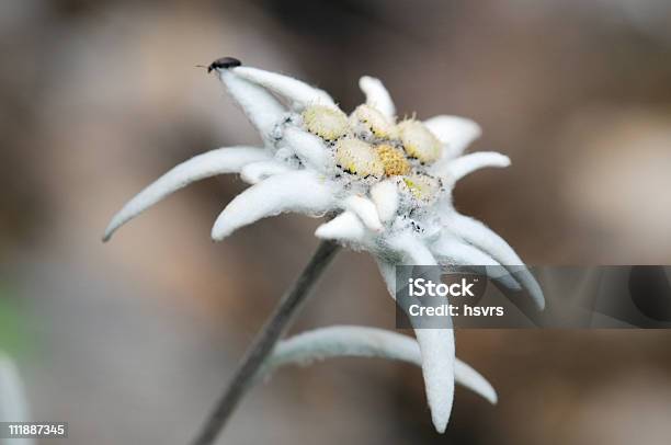 Edelweiss Daisy Family Stockfoto und mehr Bilder von Bedrohte Tierart - Bedrohte Tierart, Blütenblatt, Edelweiß - Blume