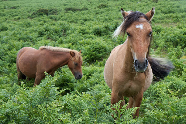istock Two Dartmoor Ponies surrounded by ferns in Devon 111890204