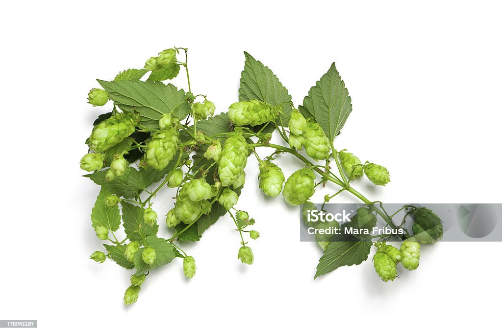 Thick hops branch  Hops Crop Stock Photo