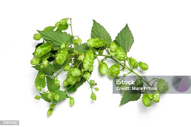 Thick Hops Branch Stock Photo - Download Image Now - Hops Crop, Tendril, Agriculture