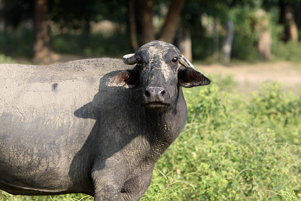 istock Water Buffalo in Madhya Pradesh, India 111892149