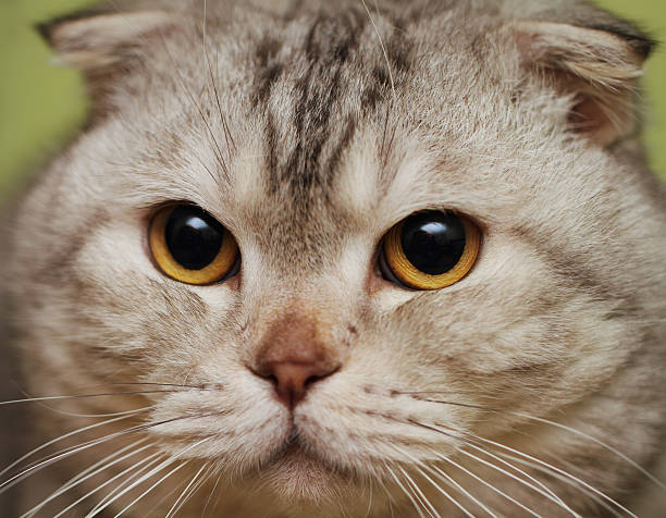 istock Portrait of the scottish fold cat 111896351