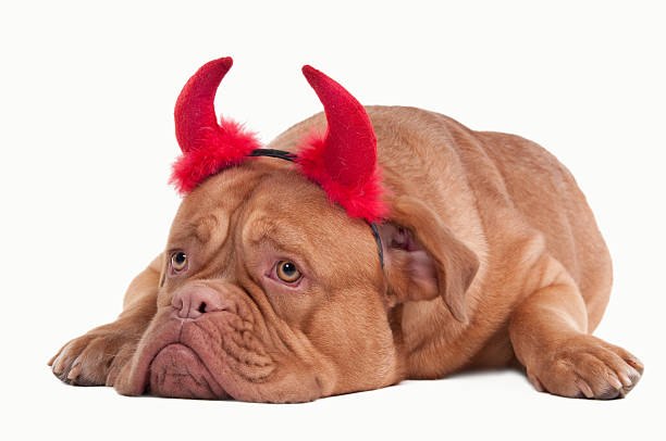istock Sad dogue de bordeaux puppy with red horns looking aside 111899201