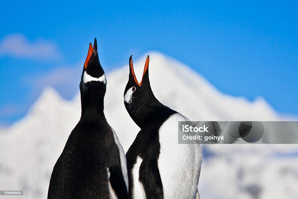 Pinguins cantando - Foto de stock de Cantar royalty-free