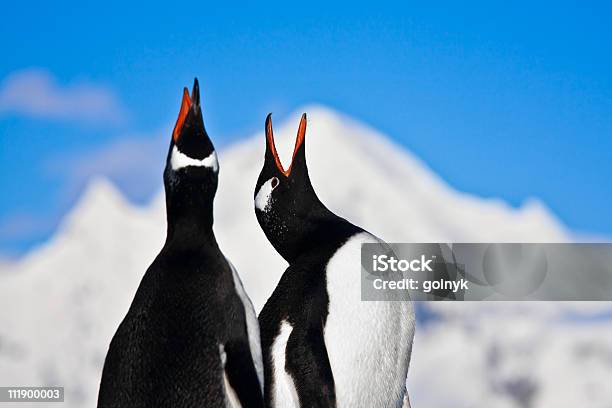 Пингвинов Петь — стоковые фотографии и другие картинки Петь - Петь, Гора, Два животных