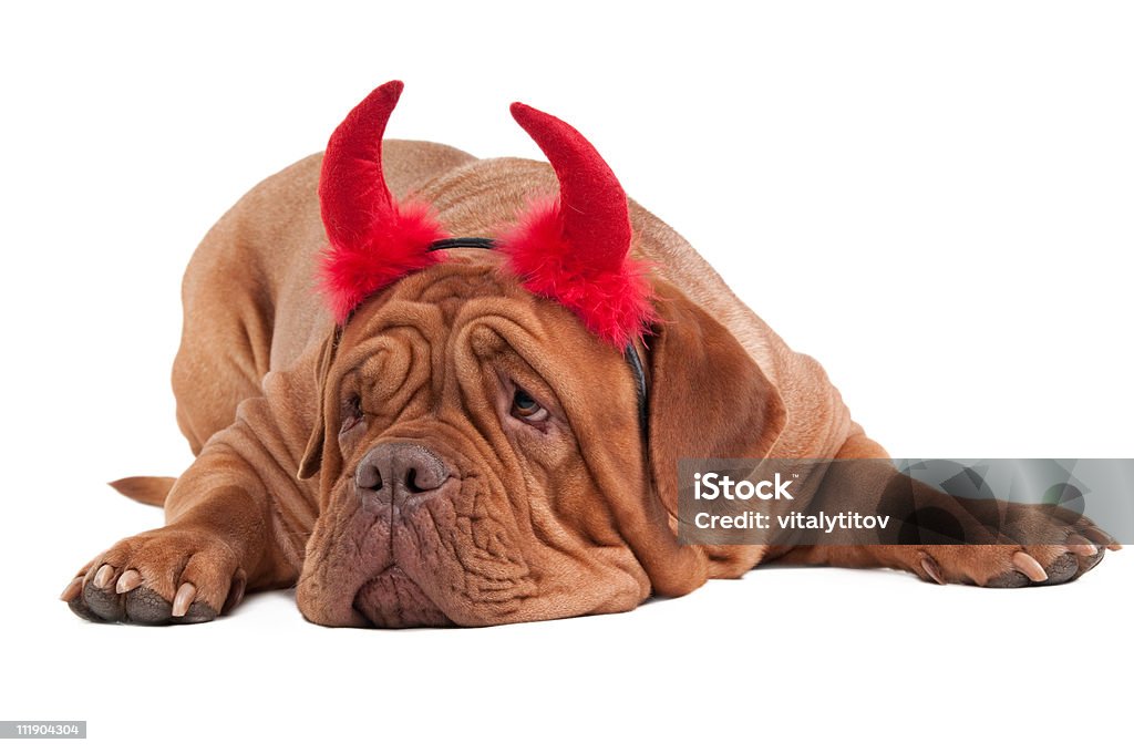 Tired dogue de bordeaux with red horns on its head  Animal Stock Photo