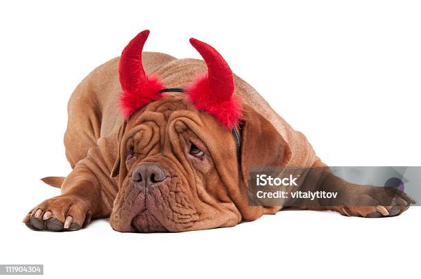 Tired Dogue De Bordeaux With Red Horns On Its Head Stock Photo - Download Image Now - Animal, Animal Nose, Brown