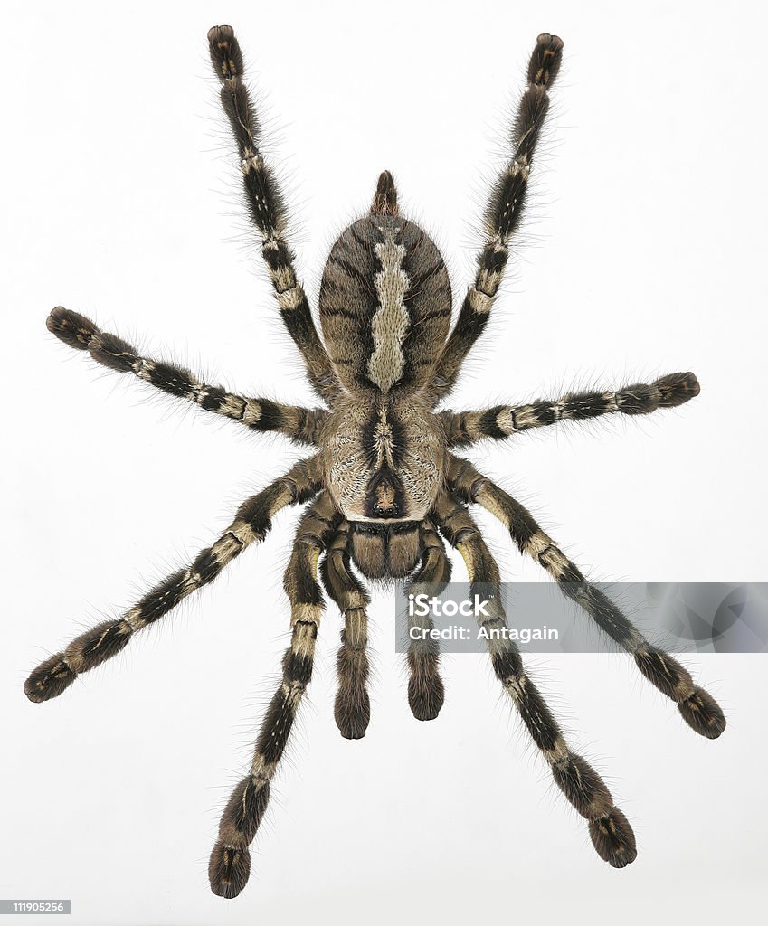 spider Poecilotheria regalis  Animal Stock Photo