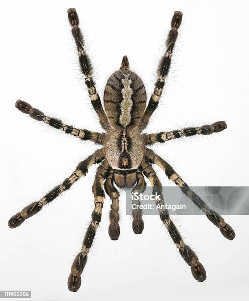 Spider Poecilotheria Regalis Stock Photo - Download Image Now - Animal, Animal Body Part, Animal Hair