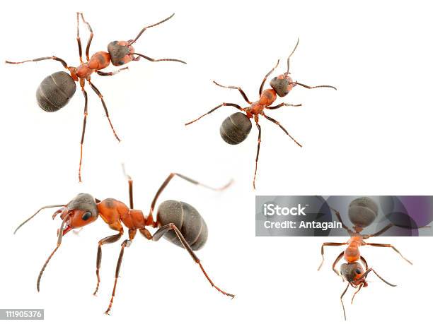 Ameisen Stockfoto und mehr Bilder von Ameise - Ameise, Arbeiten, Farbbild