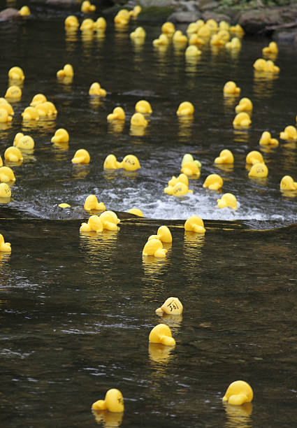 istock Charity Duck Race Weir 111905380
