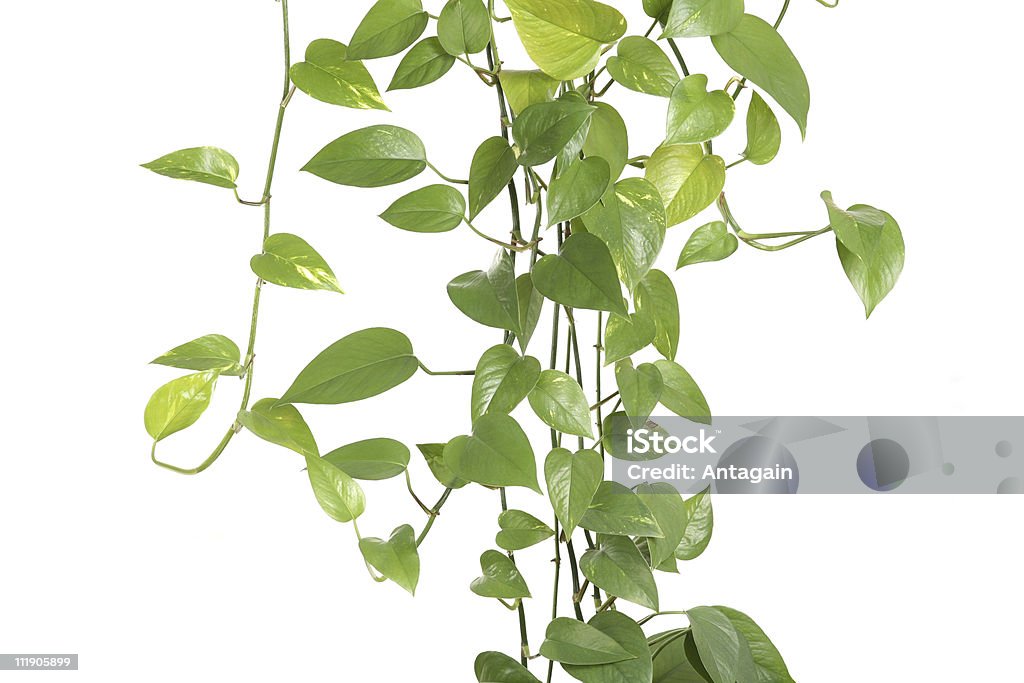 Комнатное растение - Стоковые фото Без людей роялти-фри